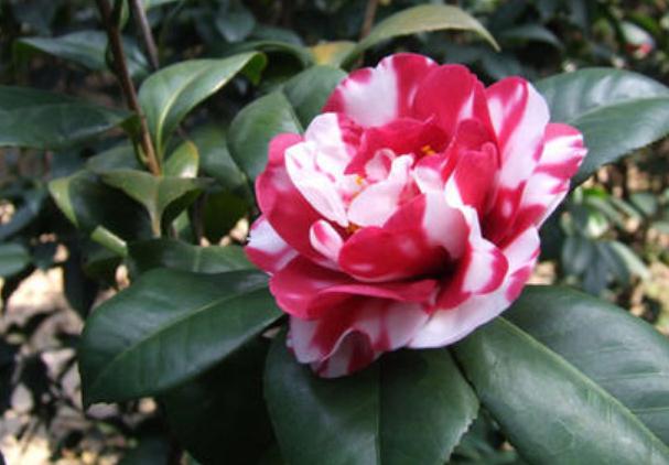 在進行植物品種的選擇上，一般有這7個程序！