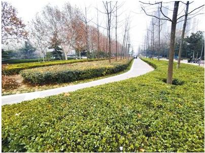 鄭州首次為海綿城市建設“立規(guī)矩” 道路綠化應盡量選擇鄉(xiāng)土樹種
