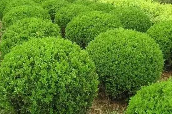 喬、灌木類植物的養(yǎng)護(hù)要點(diǎn)，看看凱蒂分享的這6點(diǎn)！