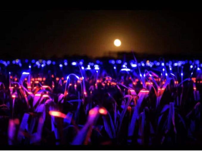 荷蘭新銳藝術(shù)家打造新景觀，讓燈光照在兩萬(wàn)平方米農(nóng)田上