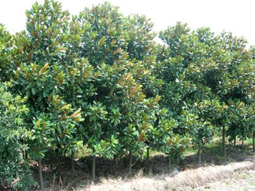 樹木成活率不高？12招樹木養(yǎng)護(hù)秘訣，要知曉！