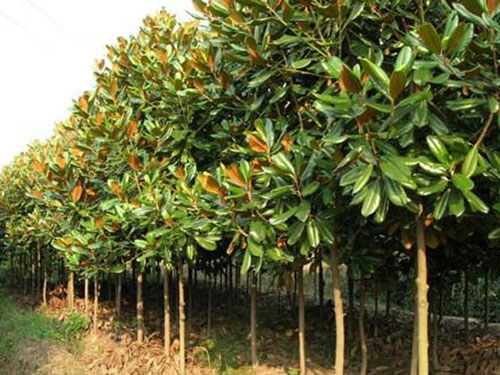 干貨：老經(jīng)驗(yàn)！喬木移栽保證成活的12大方法！