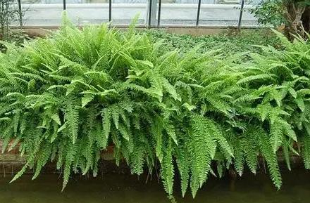 超可愛蕨類植物有哪些，你知道怎么養(yǎng)嗎？ 湖北綠化公司教你一招