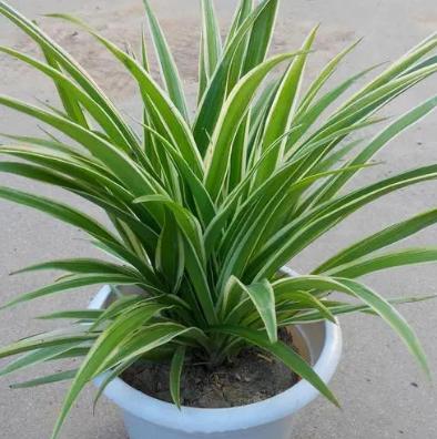 關(guān)于金邊吊蘭，你不能不知道的5個(gè)養(yǎng)護(hù)小技巧