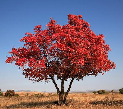五角楓適合哪里種植？五角楓種植技術(shù)與管理方法 