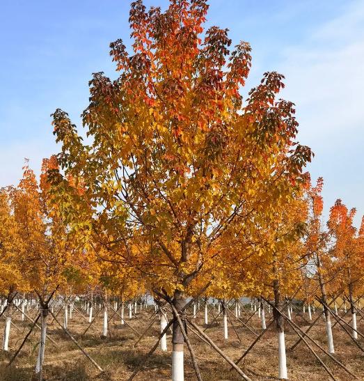 為什么它有望成為今后園林綠化的主角之一？