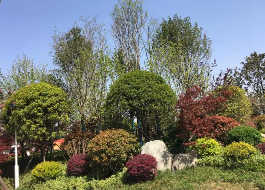 春季氣溫開始回升，襄陽園林綠化公司做好這些養(yǎng)護(hù)舉措，苗木來年存活好，長(zhǎng)枝快