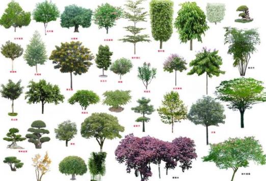 干貨 | 全國(guó)各市常用園林綠化樹(shù)種「總匯」