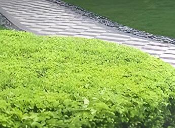 冬季灌木養(yǎng)護：分常綠 / 落葉，兼顧修剪與防寒