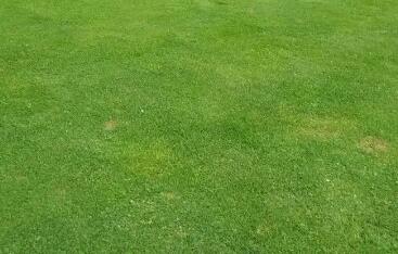 冬季草坪養(yǎng)護：保綠防枯，控水肥防結冰